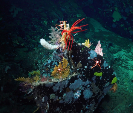 深海動物群體。(圖片來源: Lisa Levin)